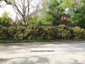 Elaeagnus pungens 'Variegata' 